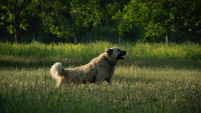 uploaded-image-salihlide-sarap-ve-uzum-baglari-1697802898985